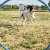 Un cane bianco e nero salta attraverso un cerchio blu in un campo aperto.