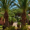 Due palme in un giardino con case in muratura rosa e tetti in cotto.