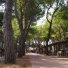Viale alberato con chalet su entrambi i lati, pavimento in mattonelle.