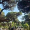 Camper parcheggiati tra gli alberi.