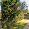 Sentiero curvo tra alberi alti e prato verde, con cespugli e lampioni.