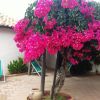 Un albero di bouganville con fiori rosa su una terrazza.