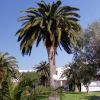 Una palma alta in un giardino con edifici bianchi sullo sfondo.