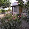 Fiori rosa in un giardino con alberi e una casa sullo sfondo.